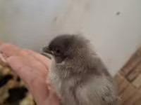 Chickens — عکس 6