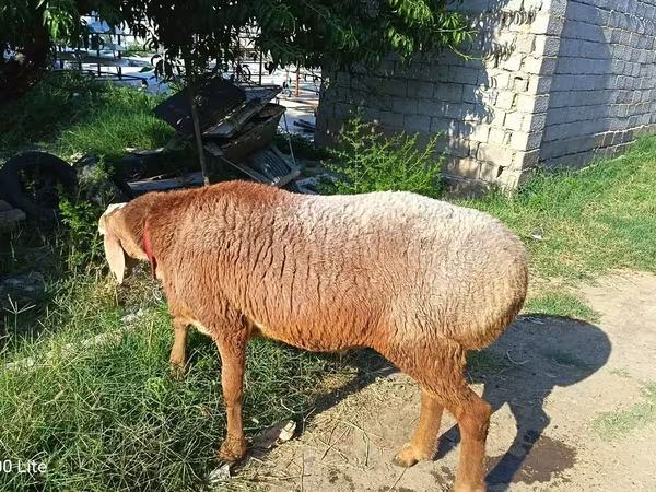Kambing jantan, Agin sheep — Uzbekistan