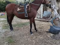 ม้าตัวผู้, Thoroughbred horse — รูปภาพ 2