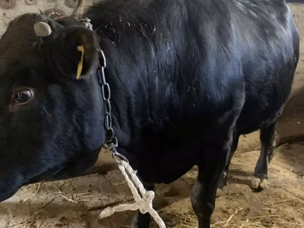 Bull, Aberdeen-Angus — Kyrgyzstan