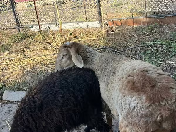 Kambing jantan, Hissar sheep