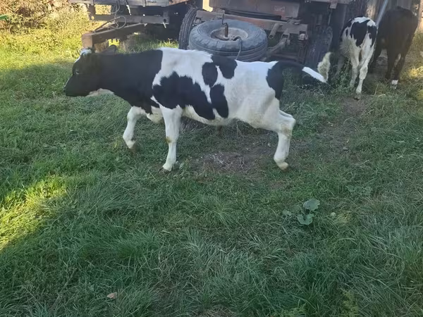Býk, Russian Black pied cattle