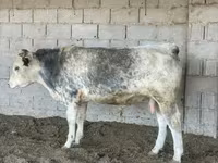 Býk, Belgická modrá — foto 3