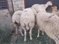 قوچ, گوسفند — عکس 5