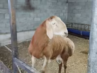 Baran, Edilbay sheep — zdjęcie 1