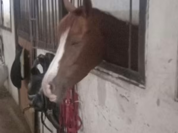 Mare, Karabakh horse — Azerbaijan