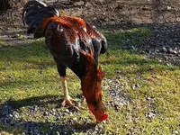 Chickens — foto 2