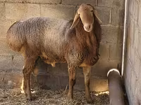 قوچ, Tian-Shan semifinewool sheep — عکس 2