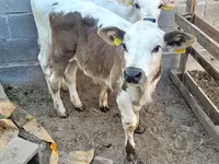 گاو نر, Swiss cattle — عکس 3
