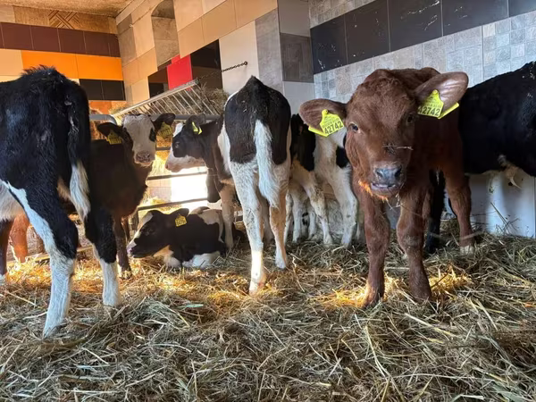 Гововмол (партия, ҷинс муайян нашудааст), Simmental cattle