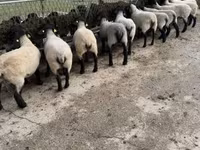 แกะตัวผู้, White Suffolk sheep — รูปภาพ 6