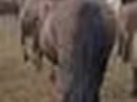 Faras dhaddig, Horses — sawirka 6