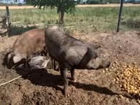 Varkens (partij, geslacht niet gespecificeerd), Дюрок — foto 5