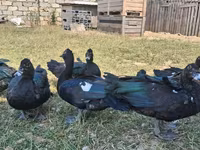 Ducks — foto 1