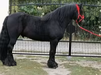 گھوڑا, Fell pony — تصویر 5