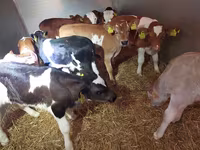Lembu jantan, Simmental cattle — foto 2