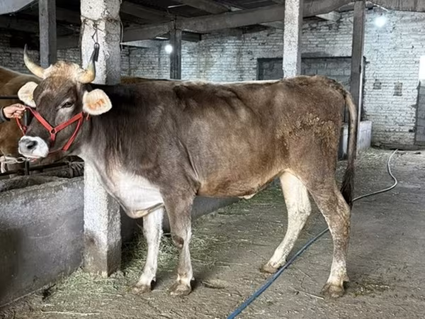 Krava, Swiss cattle