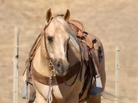 公马, Quarter Horse — 照片 6