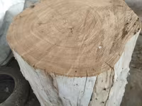 گاو نر, گاو — عکس 2