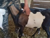 Ямаа, Nubian Goat — 2 зураг