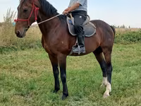 اسب نر, Arabian horse — عکس 4