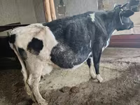 วัวตัวเมีย, Russian Black pied cattle — รูปภาพ 1