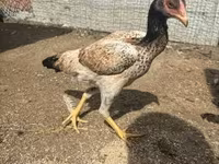 Chickens — عکس 2