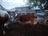 گاو و گوساله (گروه، جنسیت مشخص نشده), Simmental cattle — عکس 2