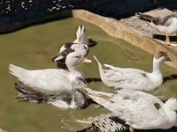 Ducks — Foto 6