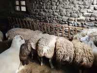 بھیڑ, بھیڑیں — تصویر 1