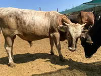 Lembu jantan, Cattle — foto 2