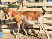 बकरी, Nubian Goat — फ़ोटो 4