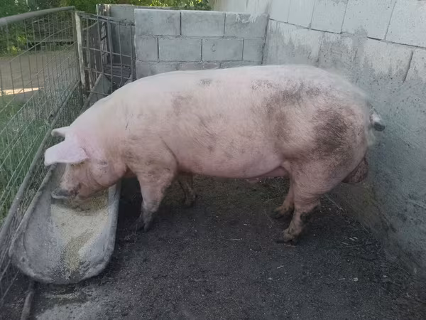 Babi hutan, Крупная белая