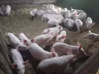 수퇘지, 돼지 — 사진 2