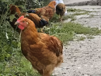کوچینسکایا جوبیلی — عکس 3