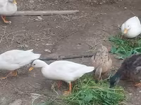 Ducks — 사진 2