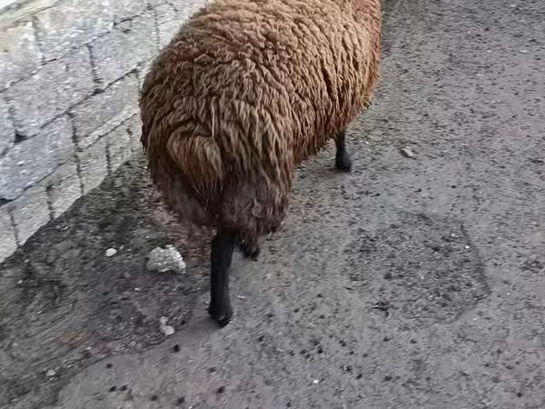 雌羊, 羊