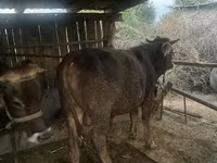 Tyre, Swiss cattle — foto 2