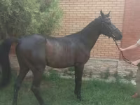 Faras, Anglo-Arabian — sawirka 5