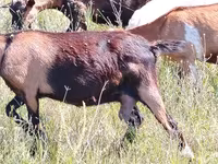 Get, Nubian Goat — foto 2