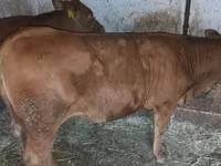 Bou, Bovine — foto 5