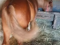 Hingst, Heste — foto 1