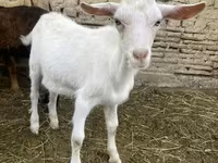 Kambing (lot, jantina tidak dinyatakan), Goats — foto 5