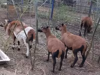 Widder, Cameroon sheep — Foto 4