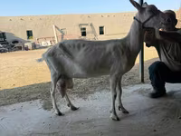 Kambing betina, Saanen goat — foto 3