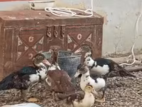 Ducks — عکس 3
