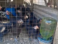 Chickens — Foto 4