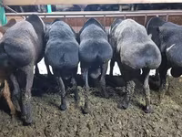 Domba jantan, Hissar sheep — foto 4