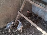 Chickens — รูปภาพ 2