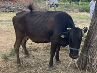 Lembu betina, Brown Latvian — foto 1